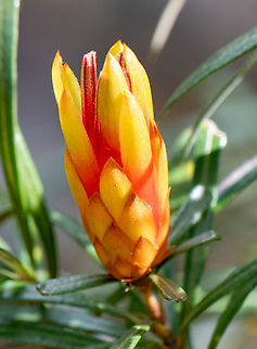 Devil about to burst into bloom!  Australia,Geotagged,Lambertia formosa,Mountain Devil,Winter