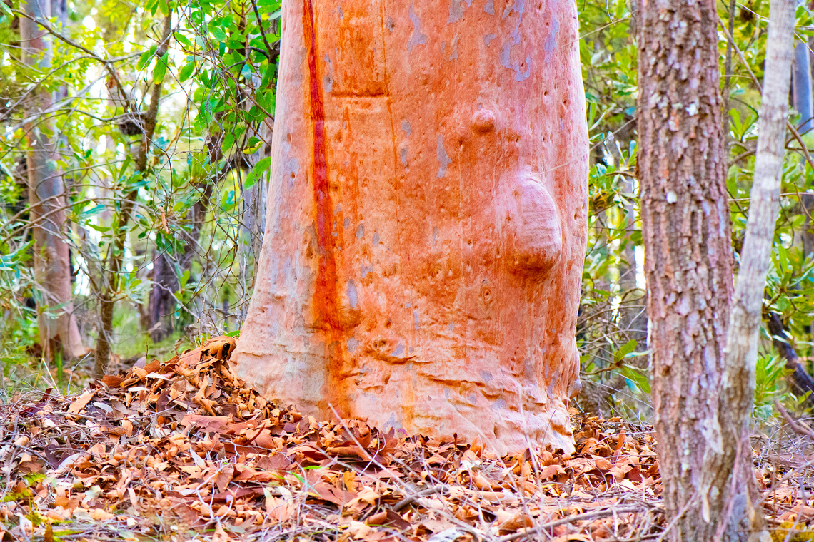 Beautiful Trees  Angophora costata,Australia,Geotagged,Sydney red gum,Winter