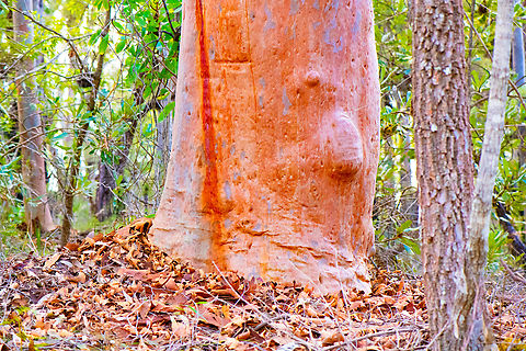 Beautiful Trees  Angophora costata,Australia,Geotagged,Sydney red gum,Winter