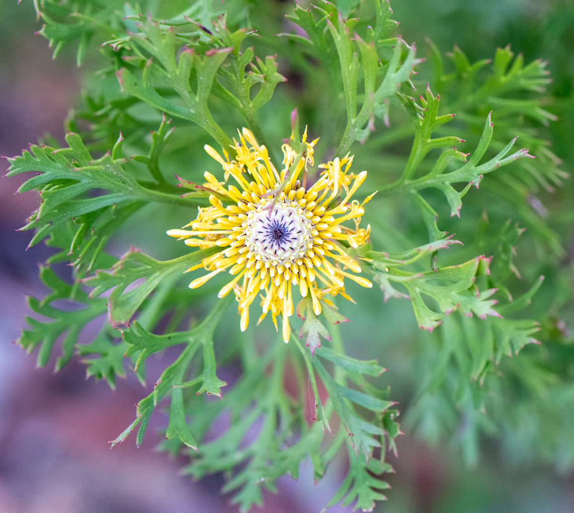 Broad -leaved drumsticks  Australia,Geotagged,Isopogon anemonifolius,Winter,isopogen