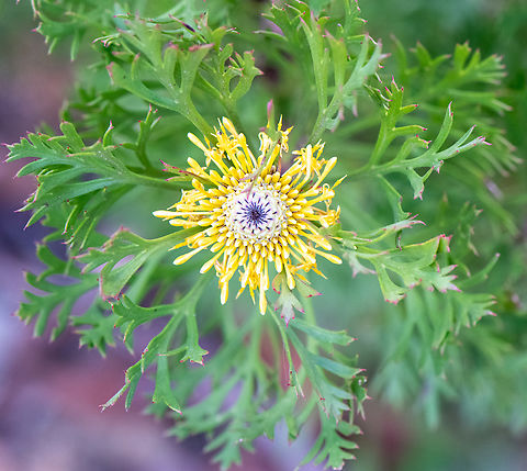 Broad -leaved drumsticks  Australia,Geotagged,Isopogon anemonifolius,Winter,isopogen