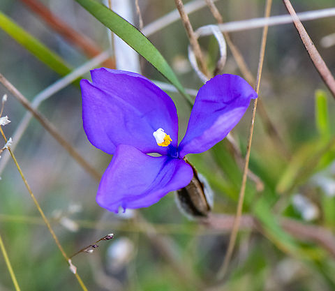 Purple Flag  Australia,Geotagged,Patersonia sericea,Purple flag,Winter