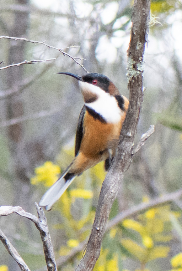 Eastern Spinebill  Acanthorhynchus tenuirostris,Australia,Eastern spinebill,Geotagged,Winter