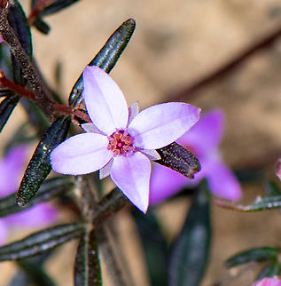 Sydney Boronia  Australia,Boronia ledifolia,Geotagged,Sydney Boronia,Winter