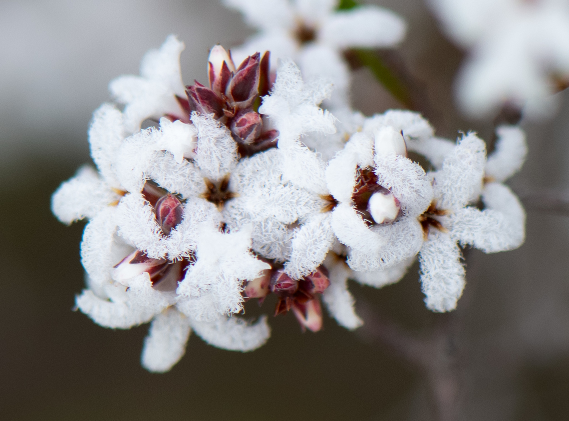 Small leaved white beard  Australia,Geotagged,Leucopogon microphyllus,Winter,leucopogen microphyllus
