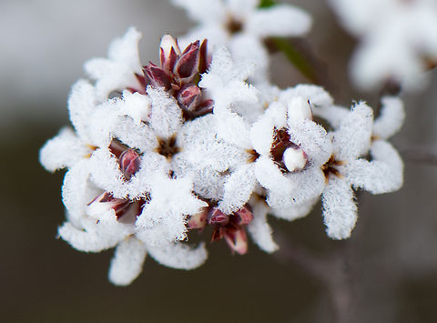 Small leaved white beard  Australia,Geotagged,Leucopogon microphyllus,Winter,leucopogen microphyllus