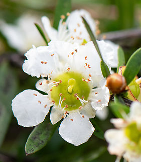 Tantoon  Australia,Geotagged,Leptospermum polygalifolium,Tantoon,Winter