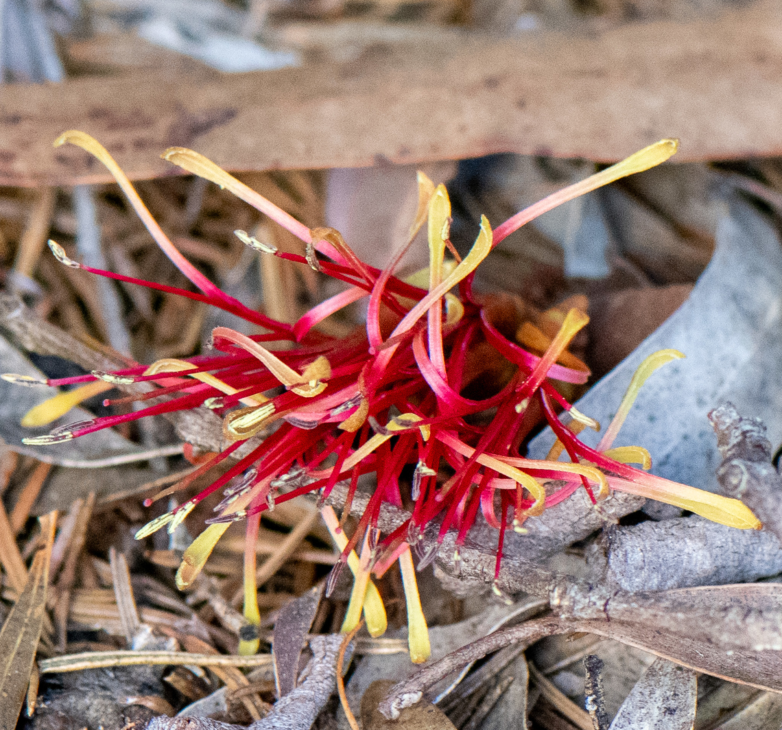 Drooping mistletoe  Amyema pendula,Australia,Drooping mistletoe,Geotagged,Winter
