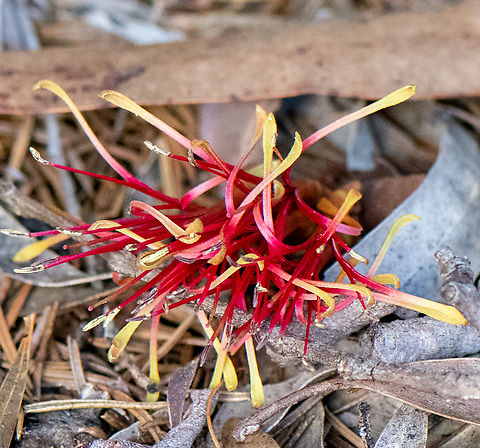 Drooping mistletoe  Amyema pendula,Australia,Drooping mistletoe,Geotagged,Winter