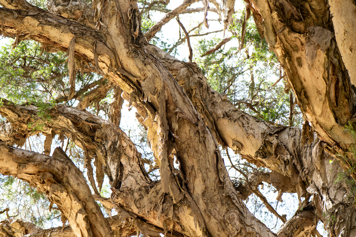 Paper Bark  Australia,Geotagged,Melaleuca linariifolia,Snow-in-summer,Winter