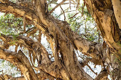 Paper Bark  Australia,Geotagged,Melaleuca linariifolia,Snow-in-summer,Winter
