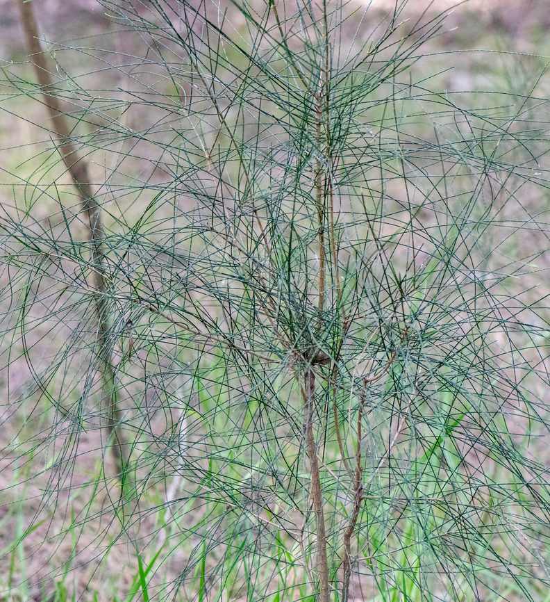 Swamp oak  Australia,Casuarina glauca,Geotagged,Swamp she-oak,Winter
