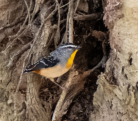 Nesting  Australia,Geotagged,Pardalotus punctatus,Spotted pardalote,Winter