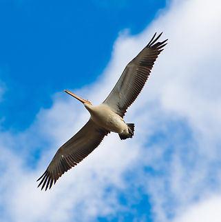 Pelican  Australia,Australian Pelican,Geotagged,Pelecanus conspicillatus,Winter