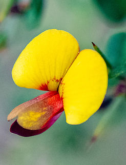 Variable Bossiaea  Australia,Bossiaea heterophylla,Geotagged,Variable Bossiaea,Winter