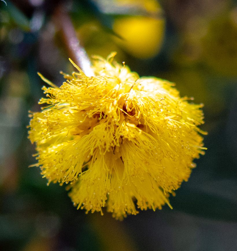 Hedgehog wattle  Acacia echinula,Australia,Geotagged,Hedgehog wattle,Winter