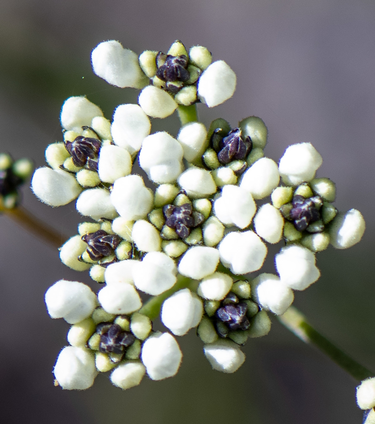 Smokebush  Australia,Conospermum taxifolium,Geotagged,Variable smoke-bush,Winter