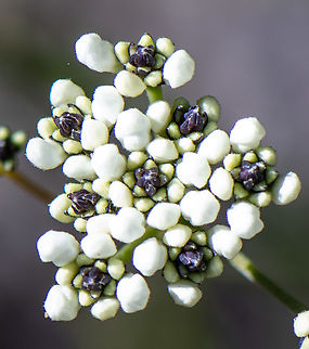 Smokebush  Australia,Conospermum taxifolium,Geotagged,Variable smoke-bush,Winter
