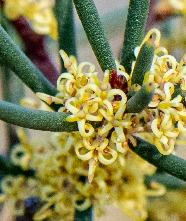 Hakea  Australia,Geotagged,Hakea pachyphylla,Winter,hakea pachphylla