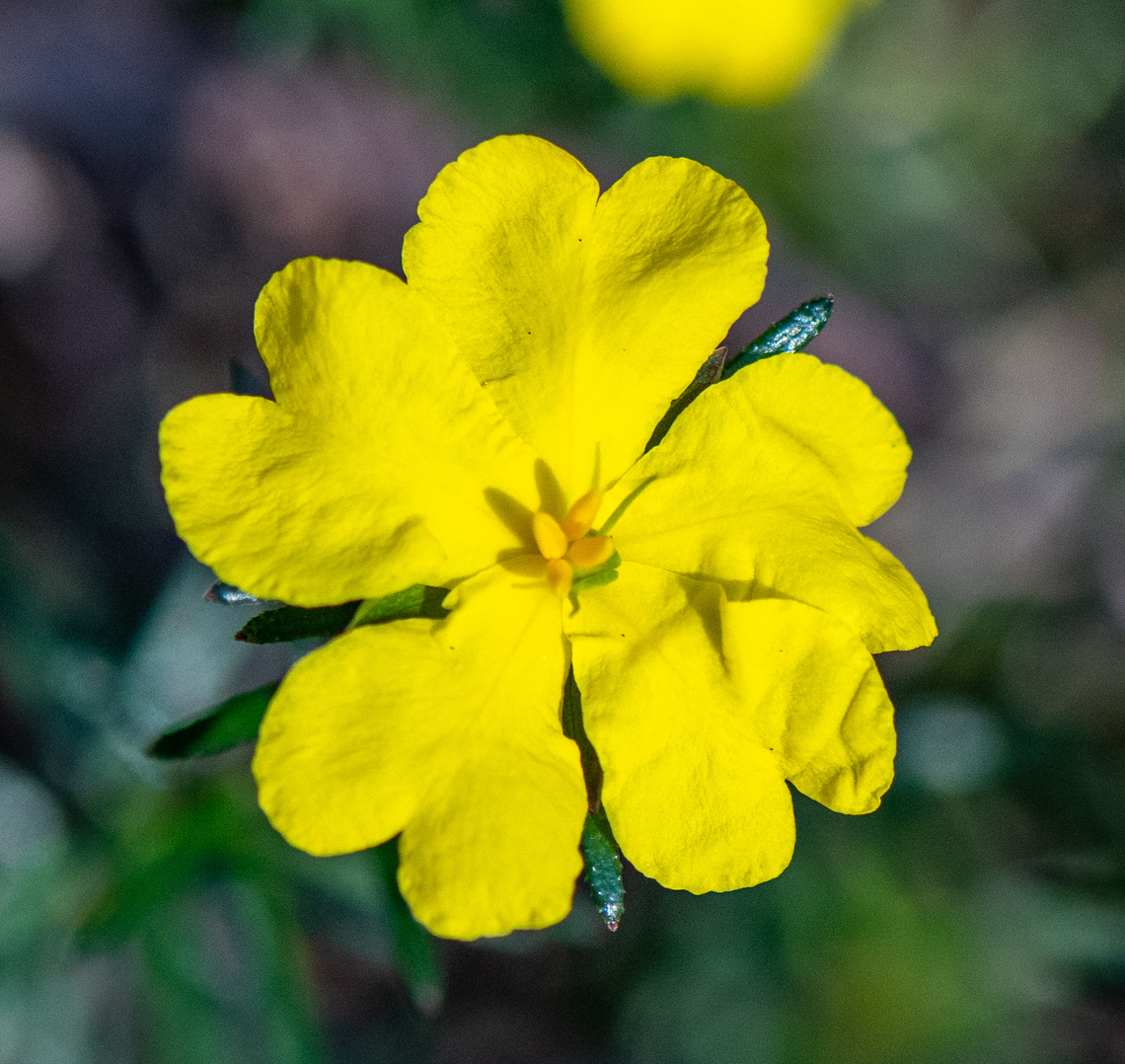 Brown Guinea Flower  Australia,Brown guinea flower,Erect guinea flower,Geotagged,Hibbertia riparia,Hibbertia rufa,Winter