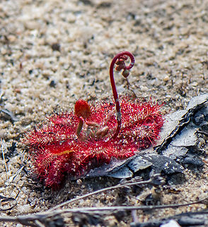 Swan Lake!  Australia,Drosera spatulata,Geotagged,Winter,drosera spatula