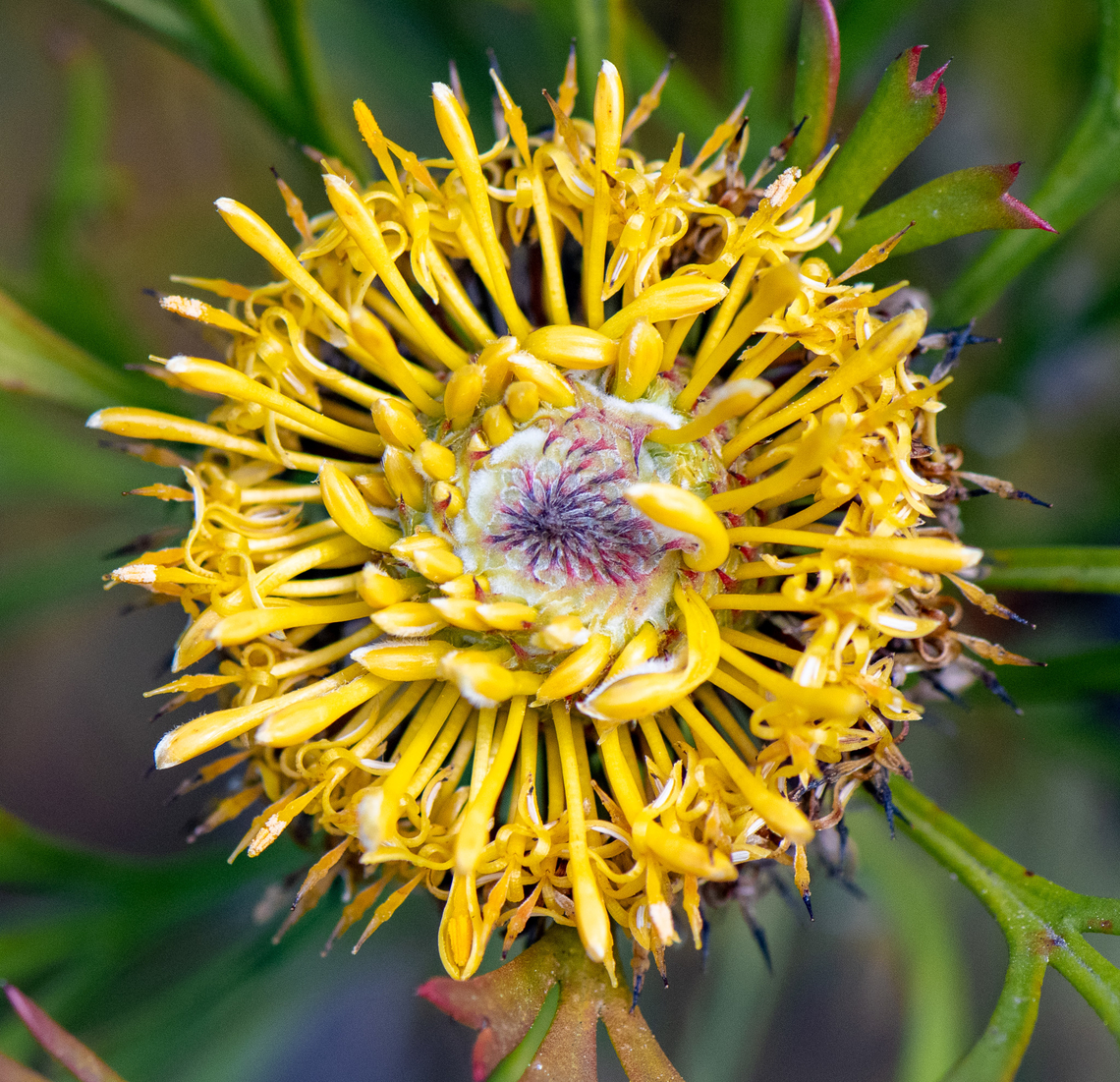 Drumsticks  Australia,Broad-leaved Drumsticks,Geotagged,Isopogon anemonifolius,Winter