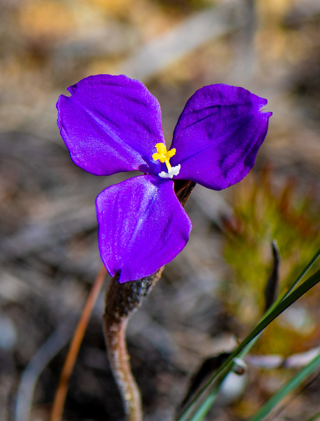 Purple Flag The purple flags are beginning to bloom in the mountains! Australia,Geotagged,Patersonia sericea,Purple flag,Winter