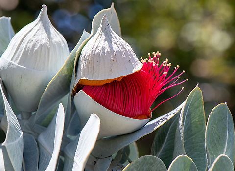 Mottlecah pod  Australia,Eucalyptus macrocarpa,Geotagged,Mottlecah,Spring
