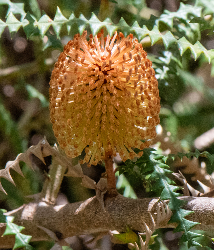 Dryandra leaved banksia  Australia,Banksia dryandroides,Dryandra-leaved banksia,Geotagged,Spring