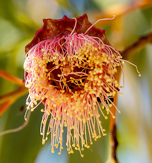 Kingsmill Mallee  Australia,Eucalyptus kingsmillii,Geotagged,Kingsmills mallee,Spring