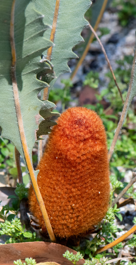 Goods banksia These prostrate species are really interesting. Australia,Banksia goodii,Geotagged,Goods banksia,Spring