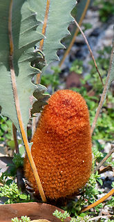 Goods banksia
