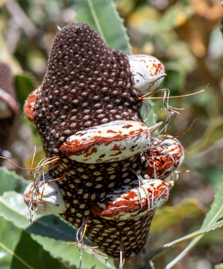 Firewood banksia pod  Australia,Banksia menziesii,Firewood banksia,Geotagged,Spring