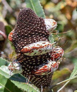 Firewood banksia pod  Australia,Banksia menziesii,Firewood banksia,Geotagged,Spring