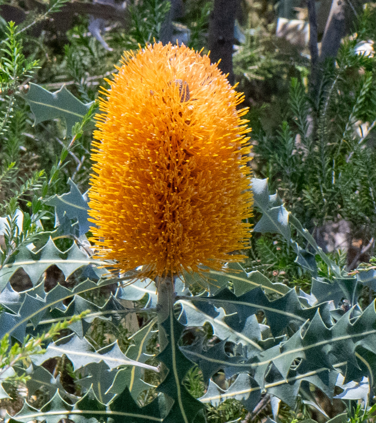 Ashbys_banksia  Ashbys banksia,Australia,Banksia ashbyi,Geotagged,Spring