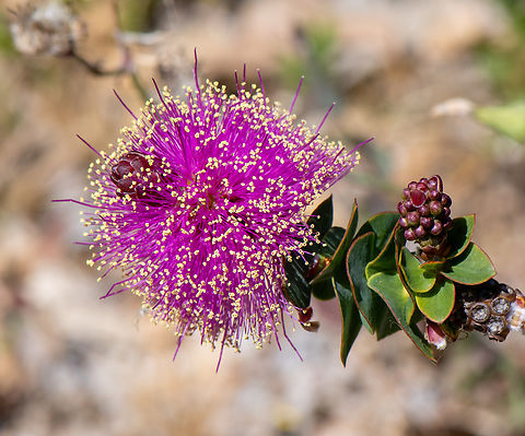 Melaleuca cordata  Australia,Geotagged,Melaleuca cordata,Spring