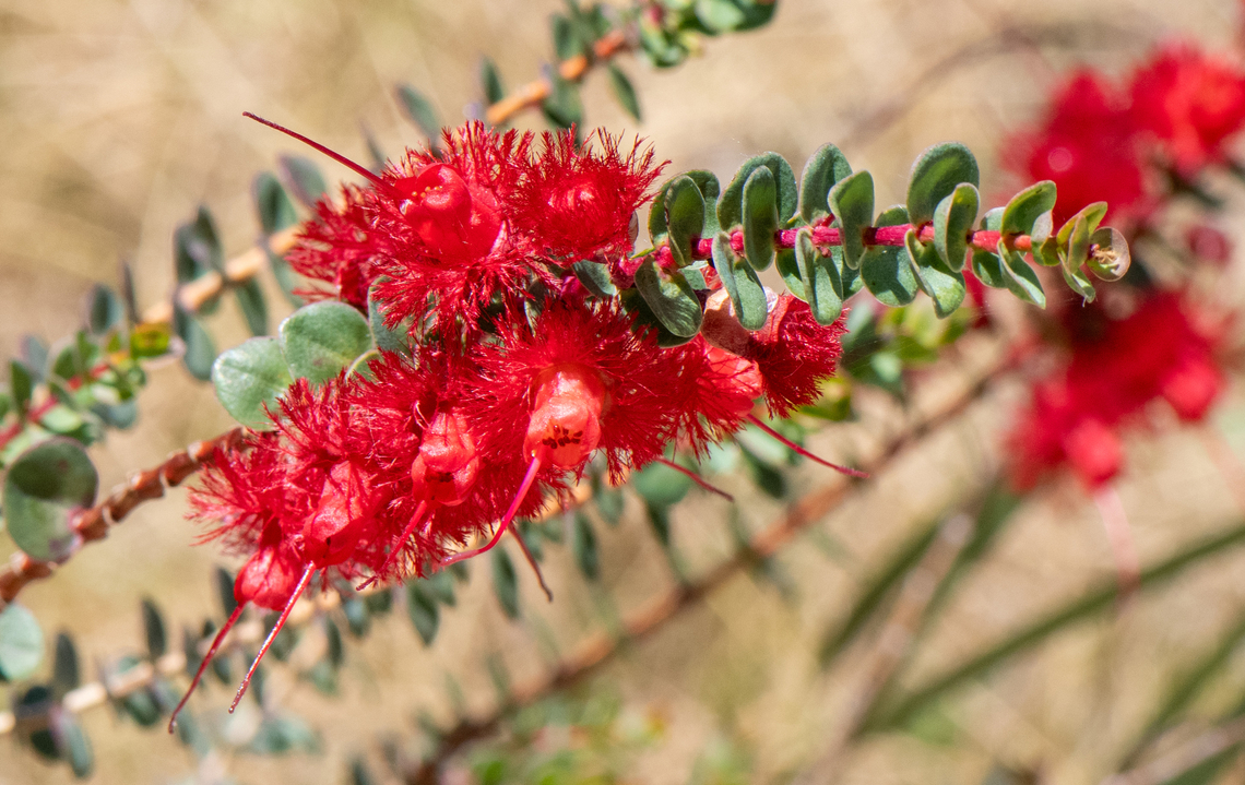 Scarlet feather flower  Australia,Geotagged,Scarlet featherflower,Spring,Verticordia grandis