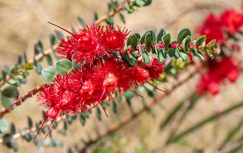 Scarlet feather flower Australia,Geotagged,Scarlet featherflower,Spring,Verticordia grandis
