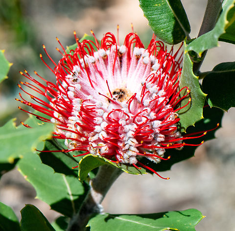 Scarlet banksia  Australia,Banksia coccinea,Geotagged,Scarlet banksia,Spring