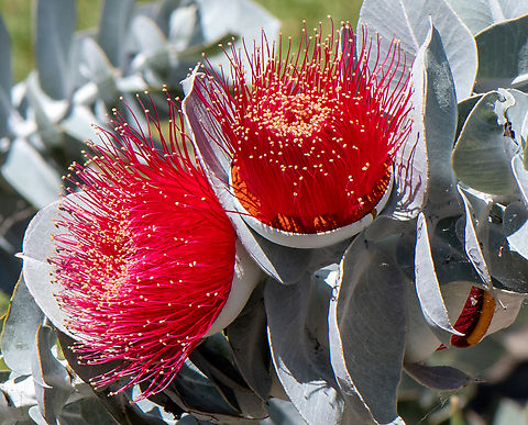 Eucalyptus macrocarpa ssp elachantha Small leaved Mottlecah Australia,Eucalyptus macrocarpa,Geotagged,Mottlecah,Spring