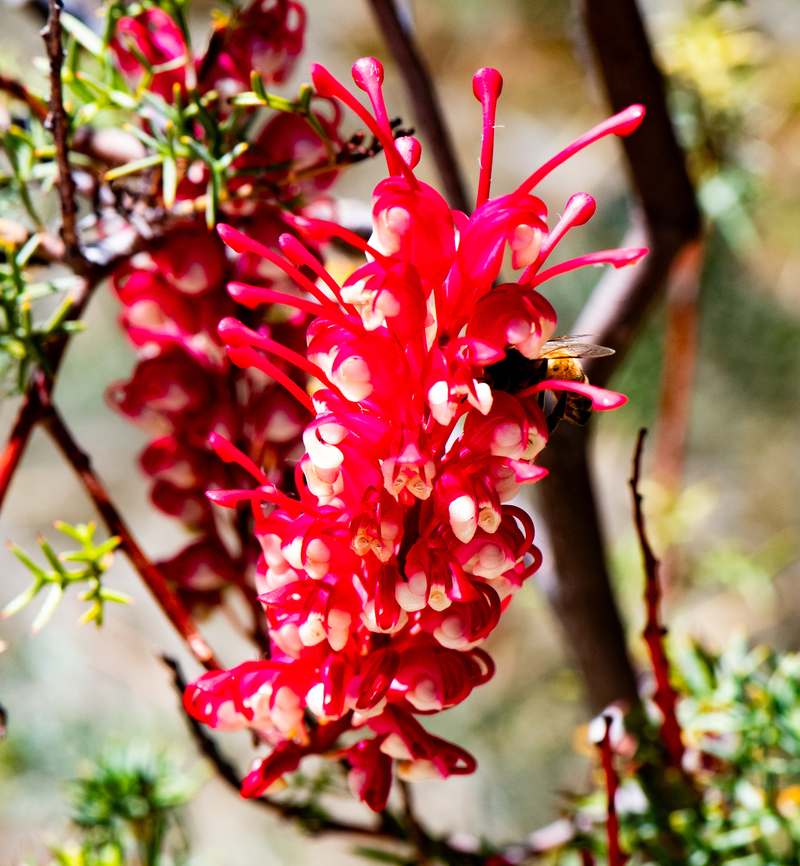 Grevillea georgeana  Australia,Geotagged,Grevillea georgeana,Spring