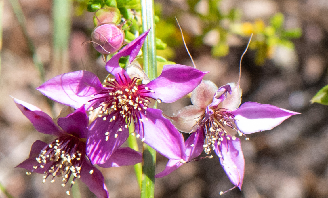 Craven shrub  Australia,Calytrix truncatifolia,Geotagged,Spring