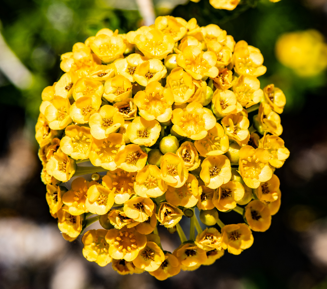 Verticordia cooloomia  Australia,Geotagged,Spring,Verticordia cooloomia