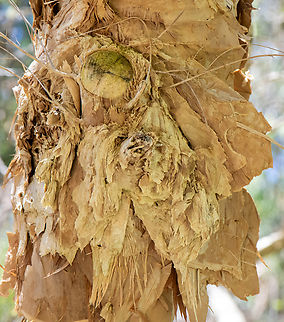 Paperbark Beautiful trees! Australia,Geotagged,Melaleuca rhaphiophylla,Spring,Swamp paperbark