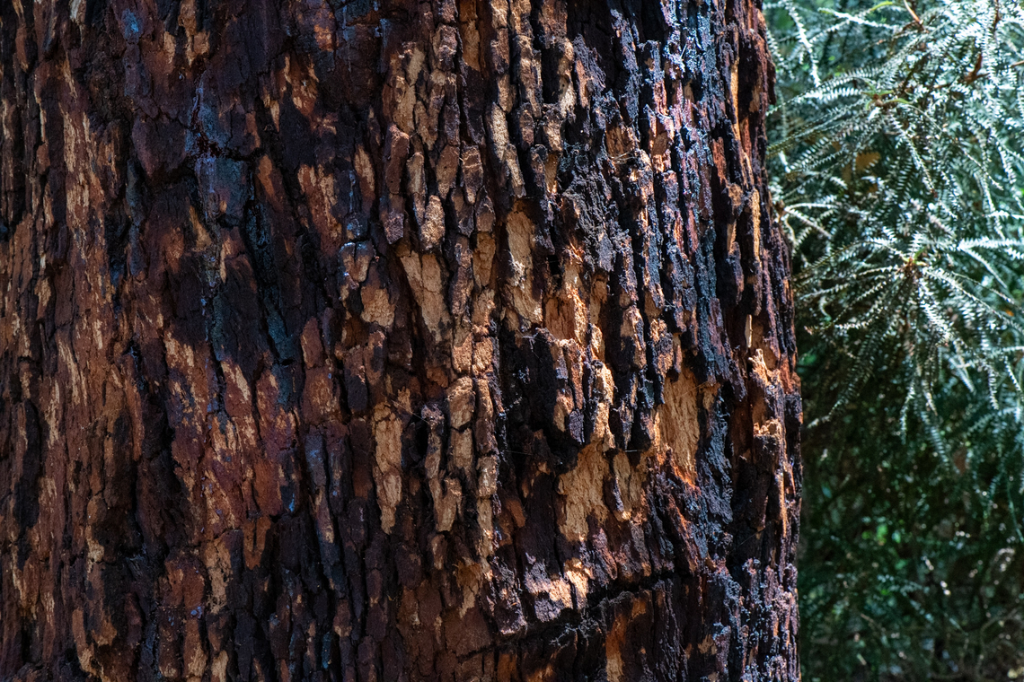Marri bark  Australia,Corymbia calophylla,Geotagged,Marri,Spring