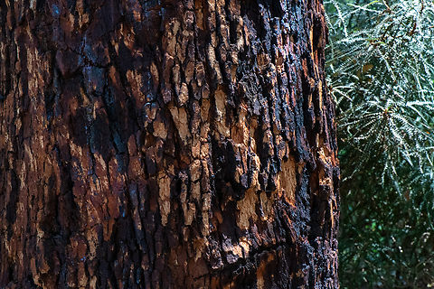 Marri bark  Australia,Corymbia calophylla,Geotagged,Marri,Spring