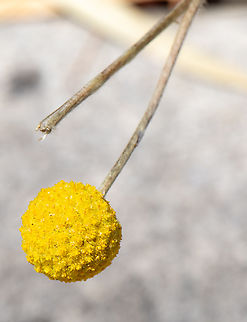 Billy buttons  Australia,Billy buttons,Craspedia variabilis,Geotagged,Spring