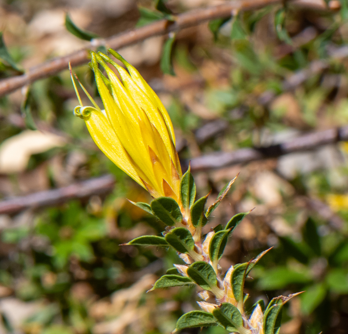 Western prickly honeysuckle  Subspecies occidentalis<br />
This is now critically endangered due to dieback disease.<br />
 Australia,Geotagged,Lambert is echinata,Lambertia echinata,Spring