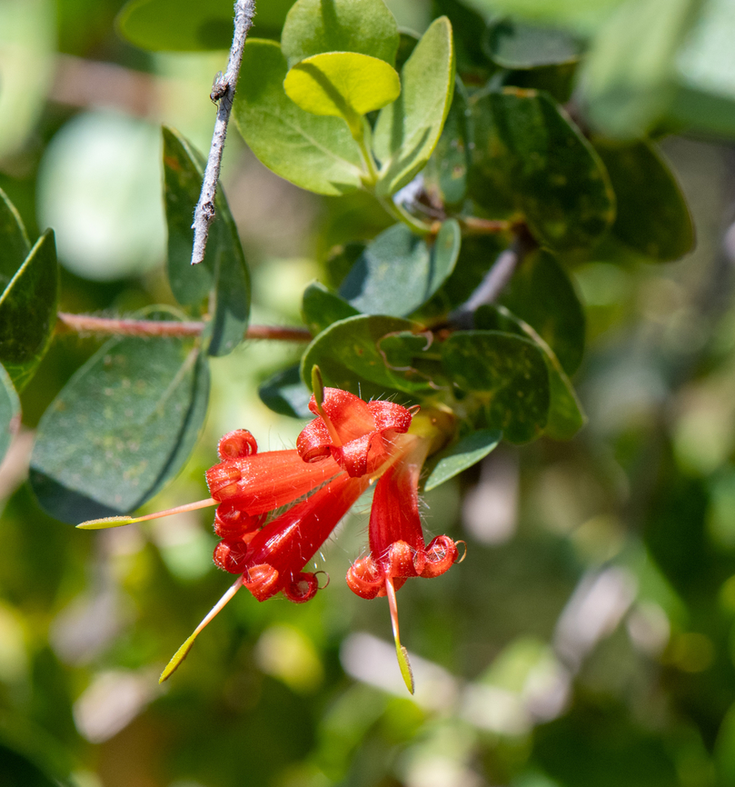 Lambertia orbifolia Another critically endangered species. Australia,Geotagged,Lambertia orbifolia,Roundleaf honeysuckle,Spring