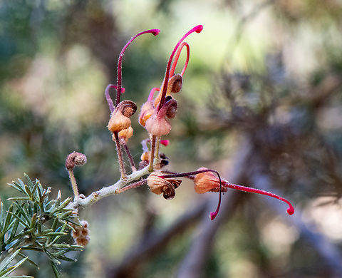 Grevillea batrachioides Critically endangered Australia,Geotagged,Grevillea batrachioides,Mt Lesueur grevillea,Spring